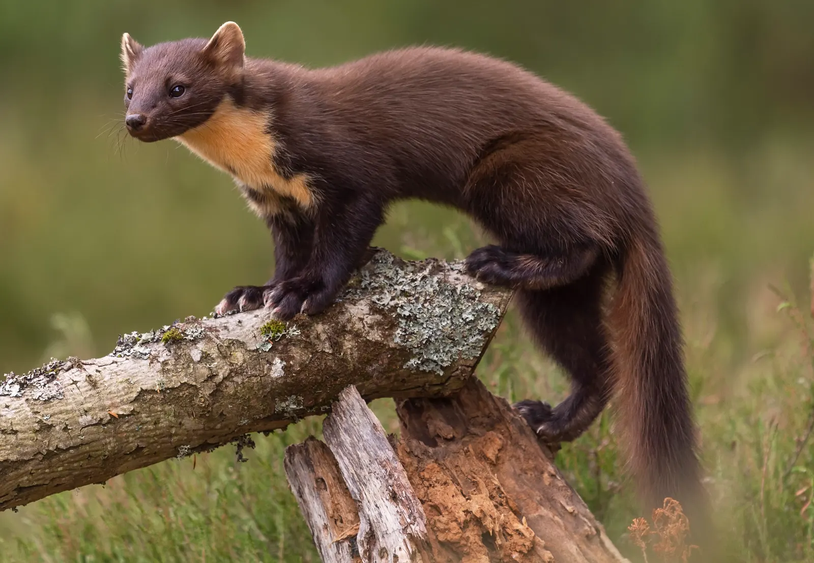 Лісова куниця / Pine marten, modern photograph from Scotland; illustrates the animal in the possible etymology, not historical fur trade.