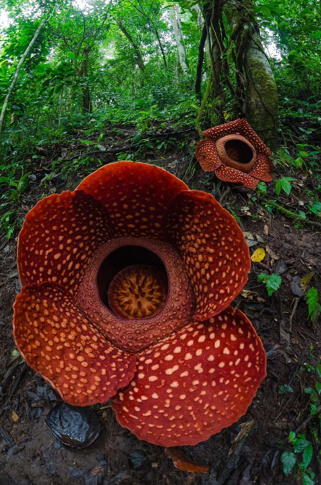 Rafflesia arnoldii у Батанг-Палупуа, Західна Суматра; жива квітка, без встановлення рекордного діаметра за фото / Living Rafflesia arnoldii in Batang Palupuah, West Sumatra; no record diameter is assigned from this image. Credit: Maizal Chaniago; CC BY-SA 4.0. https://creativecommons.org/licenses/by-sa/4.0 Source: https://commons.wikimedia.org/?curid=78985767