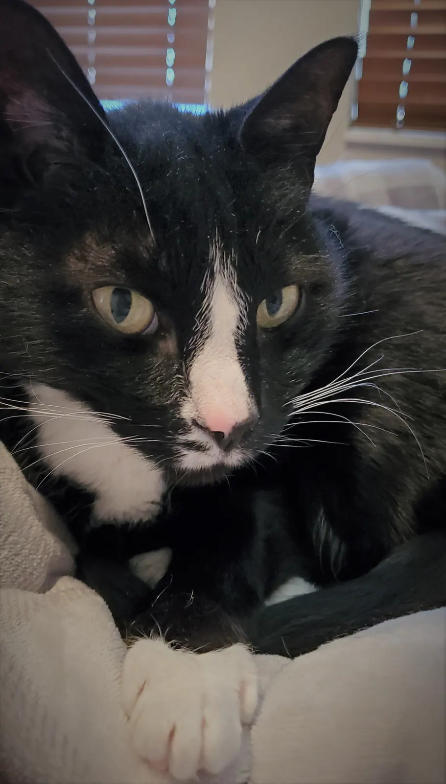 Portrait of a domestic cat (Lucas Silvers); a contextual example of a pet, not one of the animals in Guinness’s former heaviest-pets category. Photographer EccentricRN, Wikimedia Commons, https://commons.wikimedia.org/wiki/File:Domestic_House_Cat.jpg, CC BY-SA 4.0 (https://creativecommons.org/licenses/by-sa/4.0/). Attribution: EccentricRN, “Domestic House Cat,” CC BY-SA 4.0, via Wikimedia Commons. No edits; checked 2026-10-18.