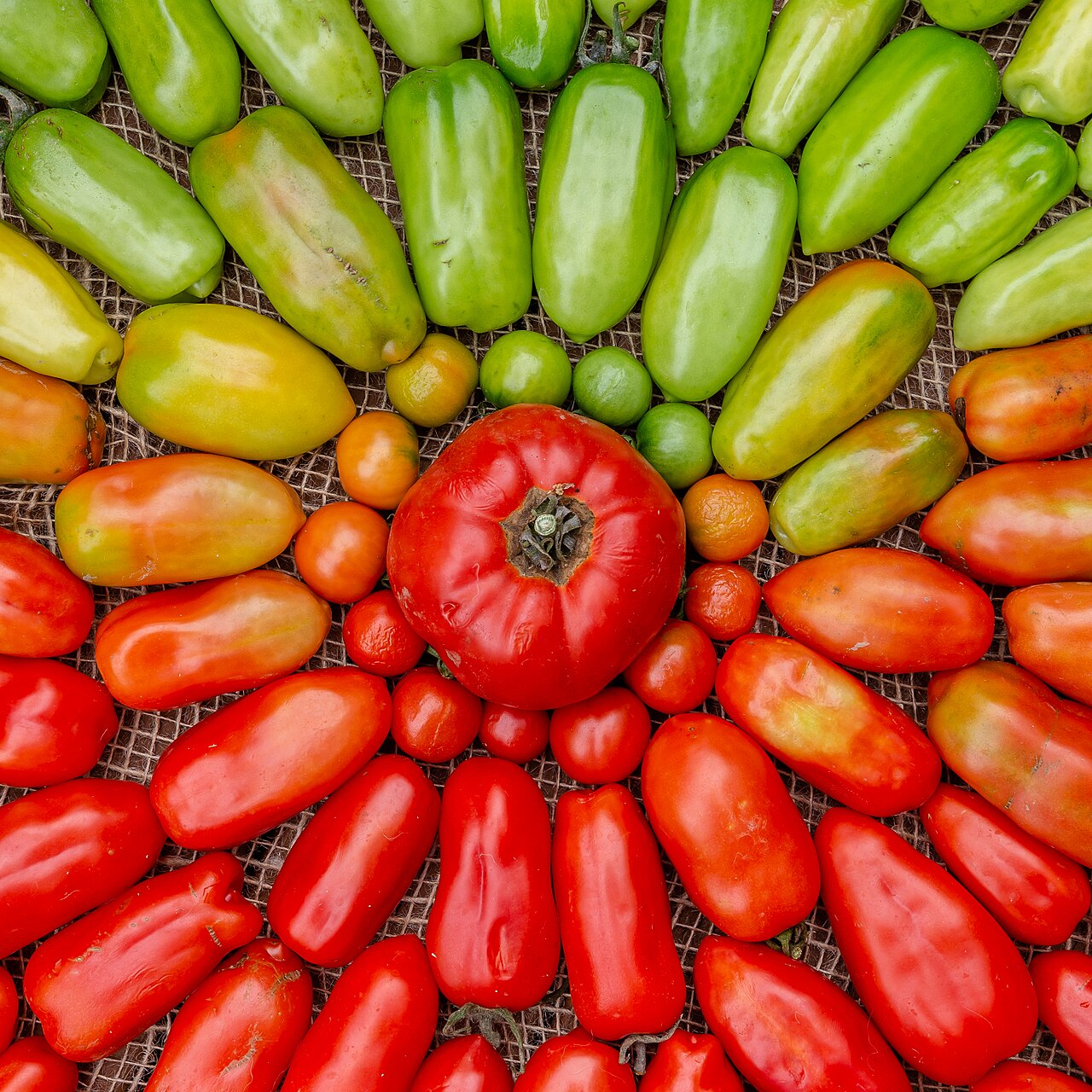 Organic home-grown tomatoes arranged in a circle. Christchurch, New Zealand.. Original file: [Organic home-grown tomatoes - unripe to ripe.jpg](https://commons.wikimedia.org/wiki/File%3AOrganic_home-grown_tomatoes_-_unripe_to_ripe.jpg). Creator: Michal Klajban. License: CC BY-SA 4.0 (https://creativecommons.org/licenses/by-sa/4.0). Attribution: Michal Klajban. Downloaded from the verified Commons file page; unaltered image. Checked 2026-10-25.