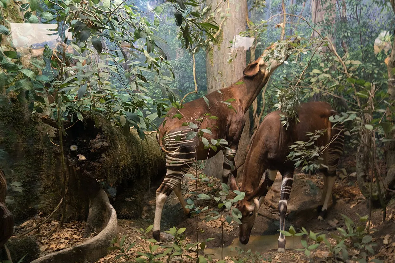 окапі в Американському музеї природознавства; Thomas Quine; CC BY 2.0. Original: https://commons.wikimedia.org/wiki/File:Okapi_(21878394939).jpg. Attribution: Thomas Quine, CC BY 2.0. Local file is a resized thumbnail; checked 2026-10-18.