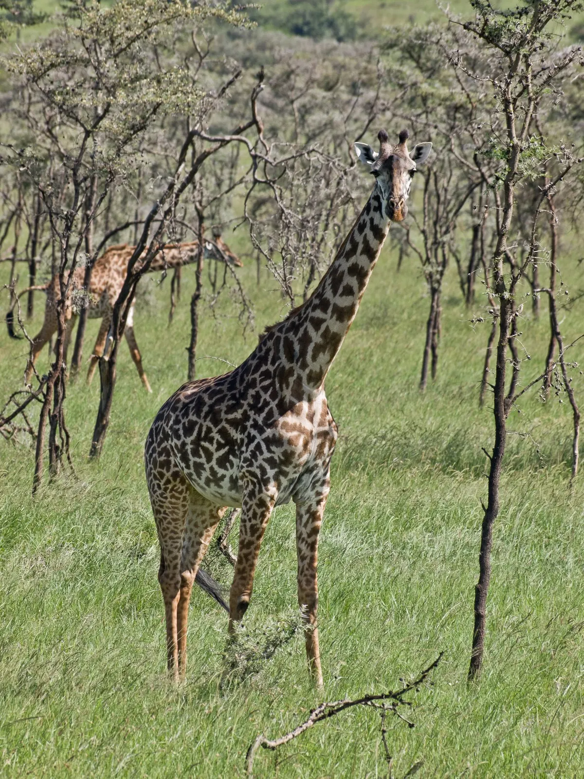 масайська жирафа у Серенгеті, Танзанія; William Warby; CC BY 2.0. Original: https://commons.wikimedia.org/wiki/File:Giraffe_(2405284544).jpg. Attribution: William Warby, CC BY 2.0, https://creativecommons.org/licenses/by/2.0/. Optimized to 1400 px maximum dimension and saved as JPEG quality 88; checked 2026-10-20.