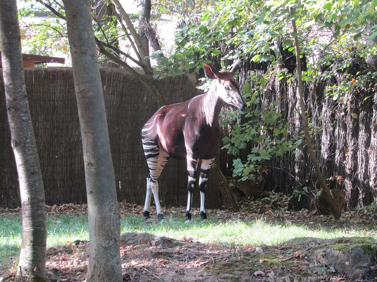 окапі в зоопарку Лейпцига; Fiver, der Hellseher; CC BY-SA 4.0. Original: https://commons.wikimedia.org/wiki/File:Okapi_(Zoo_Leipzig).jpg. Attribution: Fiver, der Hellseher, CC BY-SA 4.0. Local file is a resized thumbnail; checked 2026-10-18.