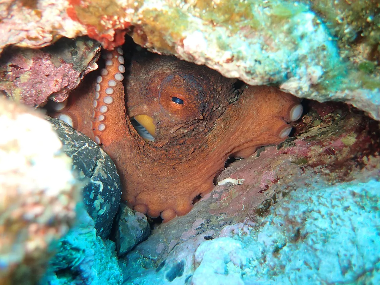 A common octopus sheltering in a rocky crevice, suckers visible.