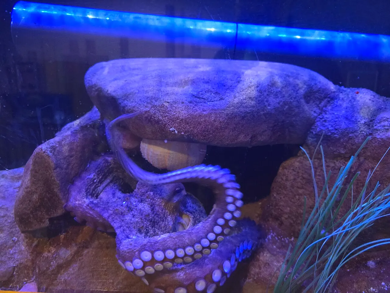A common octopus in an aquarium, with suckers visible.
