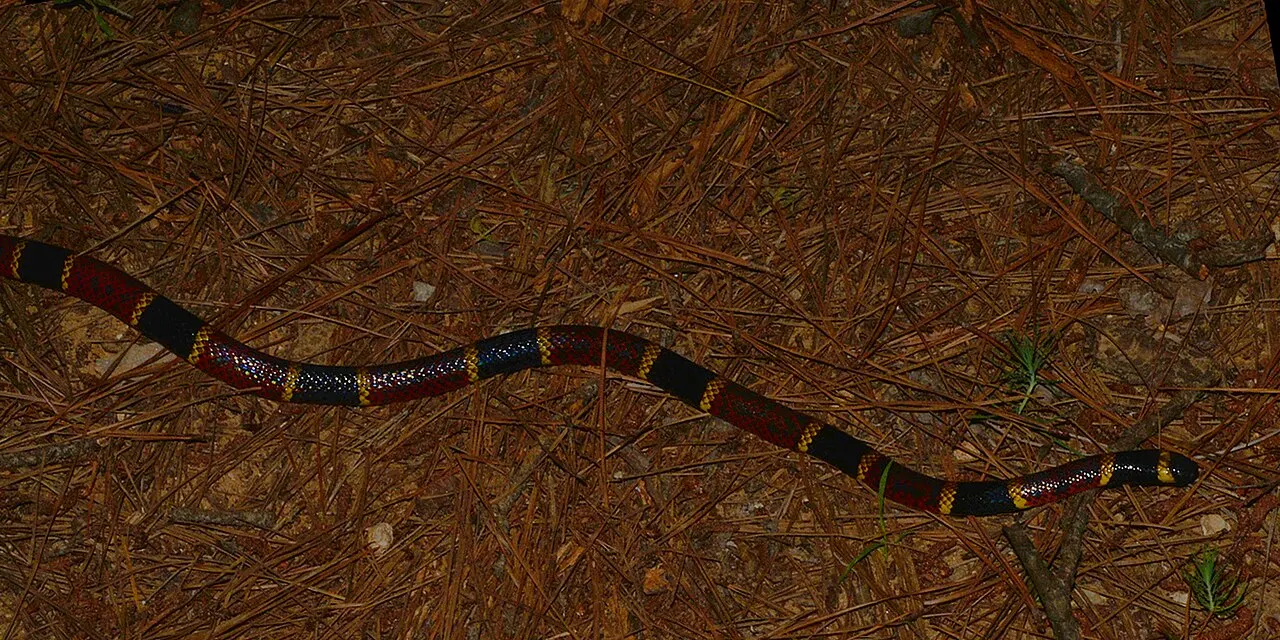 техаська коралова змія (Micrurus tener); W. L. Farr (Wilafa); CC BY-SA 4.0. Original: https://commons.wikimedia.org/wiki/File:Texas_Coral_Snake_(Micrurus_tener)_photographed_in_Houston_Co.,_Texas._W._L._Farr.jpg. Attribution: W. L. Farr, CC BY-SA 4.0. Checked 2026-10-18.