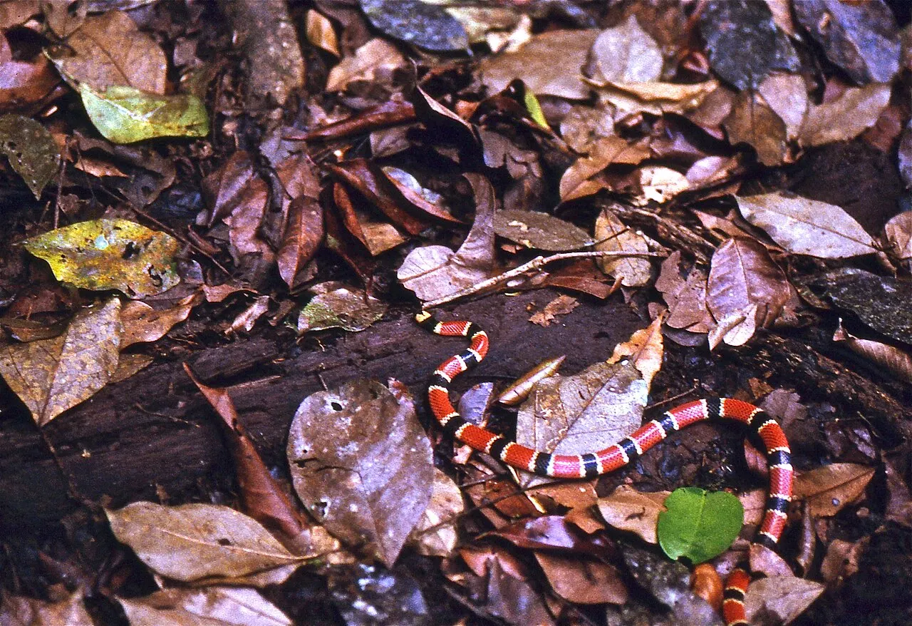 змія Allen’s coral snake (Micrurus alleni) у природі; Bernard Dupont; CC BY-SA 2.0. Original: https://commons.wikimedia.org/wiki/File:Allen%27s_Coral_Snake_(Micrurus_alleni)_on_the_trail_..._(24243624333).jpg. Attribution: Bernard Dupont, CC BY-SA 2.0. Checked 2026-10-18.