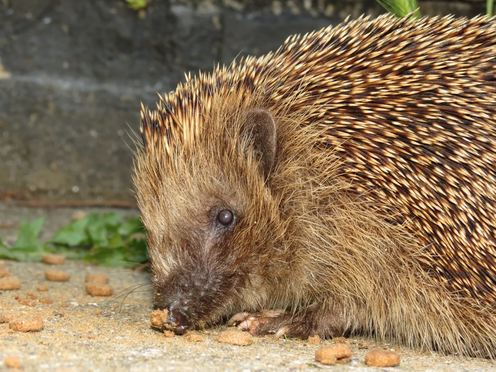 оптимізовано з `media/hedgehog-donald-hobern.jpg`: 2000×1500 px (половина початкової ширини й висоти), JPEG quality 82.