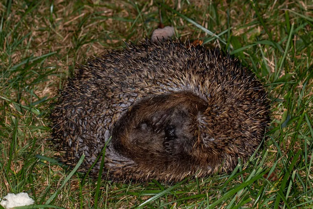 оптимізовано з `media/hedgehog-tina-poulsen.jpg`: 1024×683 px (половина початкової ширини й висоти), JPEG quality 82.