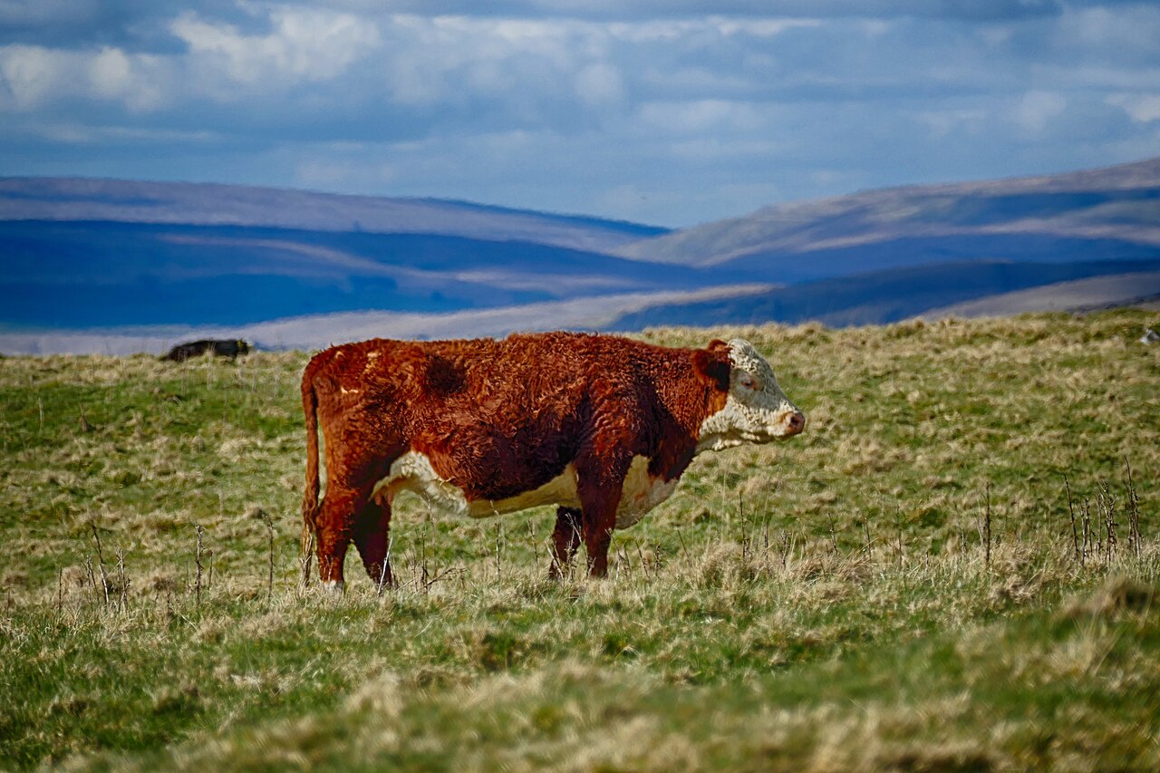 Angus Beef Cattle Cow Yorkshire Dales. Original file: [Angus Beef Cattle Cow Yorkshire Dales.jpg](https://commons.wikimedia.org/wiki/File%3AAngus_Beef_Cattle_Cow_Yorkshire_Dales.jpg). Creator: Tom Corser. License: CC BY-SA 3.0 (https://creativecommons.org/licenses/by-sa/3.0). Attribution: Tom Corser. Downloaded from the verified Commons file page; unaltered image. Checked 2026-10-25.