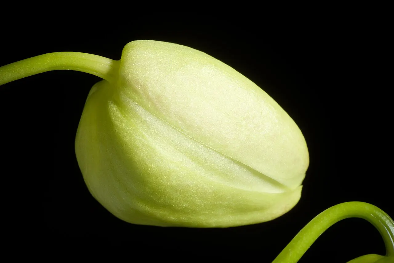 Сучасна Phalaenopsis aphrodite subsp. formosana; приклад живої орхідеї, не викопна квітка чи реконструкція предка / Living Phalaenopsis aphrodite subsp. formosana; a modern orchid, not a fossil flower or ancestral reconstruction. Credit: sunoochi from Sapporo, Hokkaido, Japan; CC BY 2.0. https://creativecommons.org/licenses/by/2.0 Source: https://commons.wikimedia.org/?curid=75037226