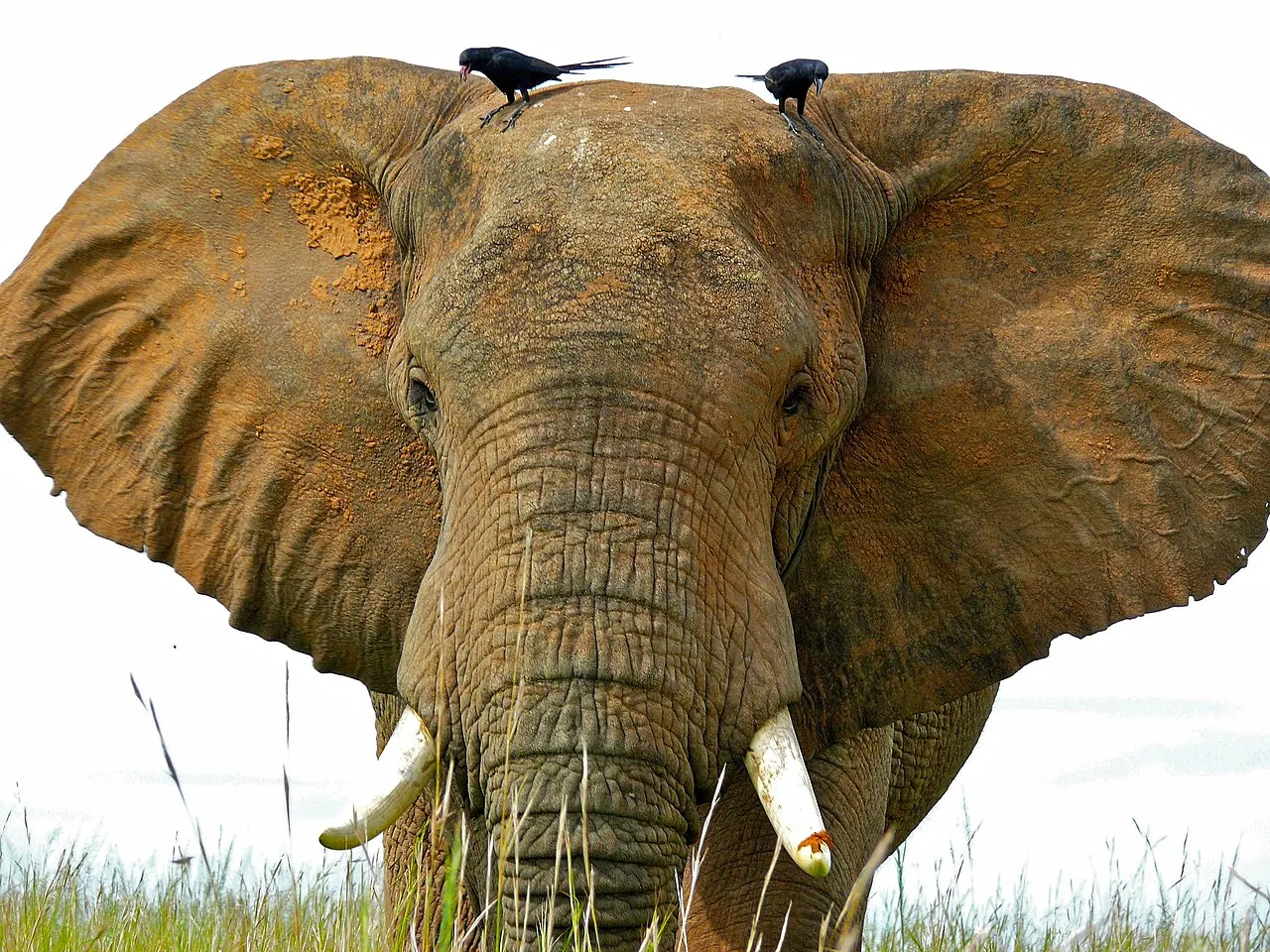 African savanna elephant in Murchison Falls National Park, Uganda.