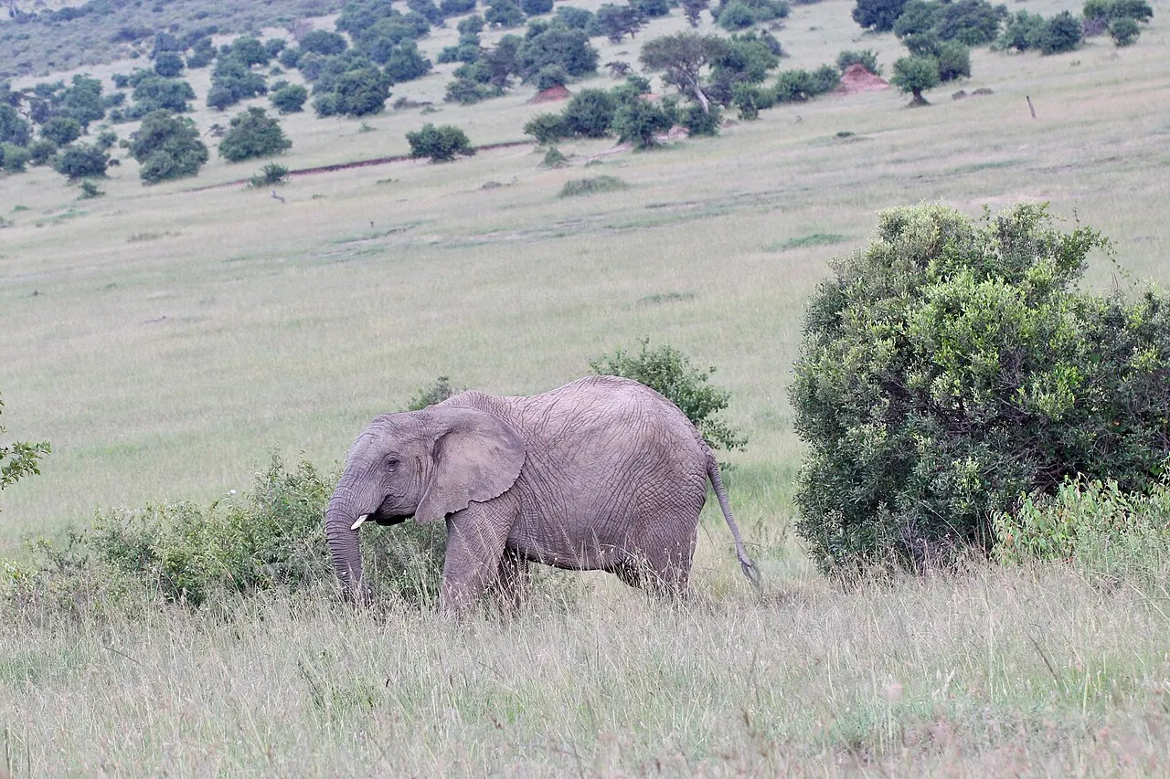 African elephants in the Maasai Mara, Kenya.