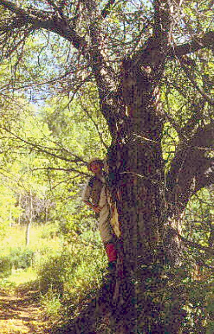 Дерево Malus sieversii; представник дикого предкового виду, не єдиний предок усіх сучасних яблунь / A Malus sieversii tree; a member of a wild progenitor species, not the sole ancestor of all cultivated apples.