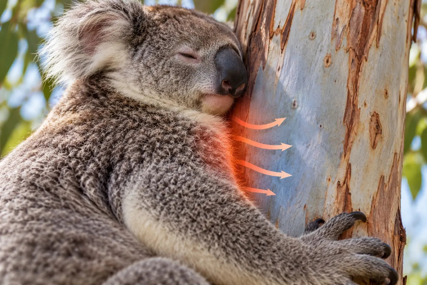 A conceptual close view of heat transfer by contact between koala fur and tree bark.
