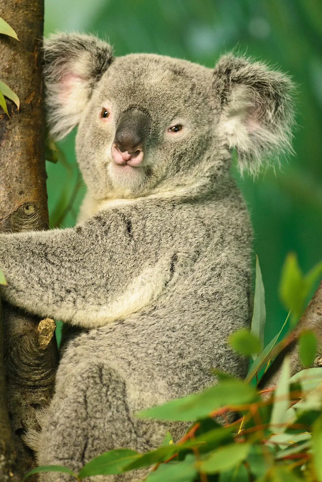 A koala hugging a tree in an upright resting posture.