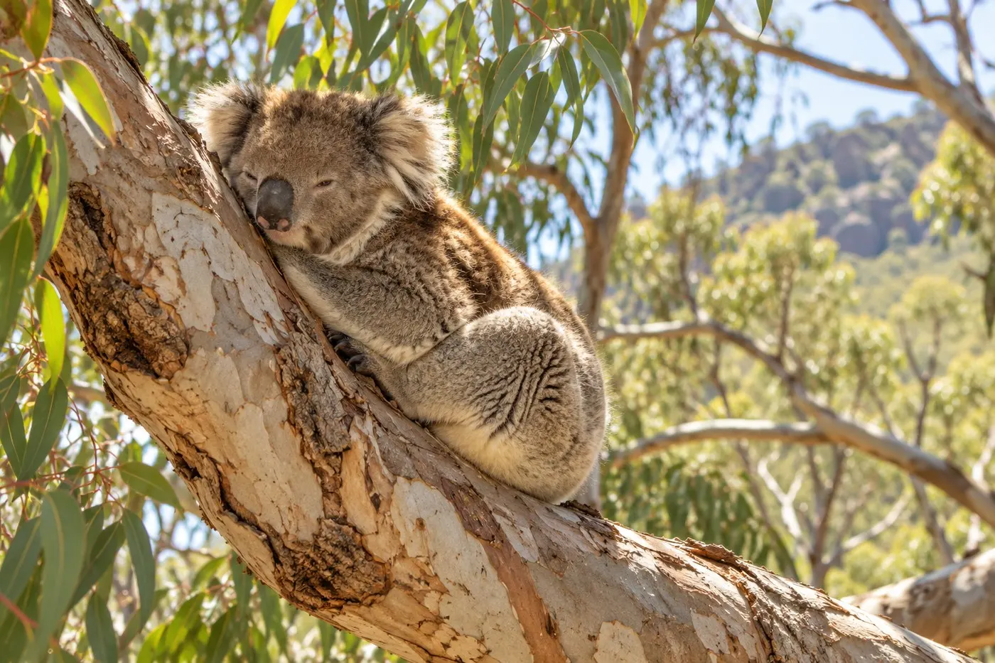 A koala resting against a large branch in a warm Australian woodland.