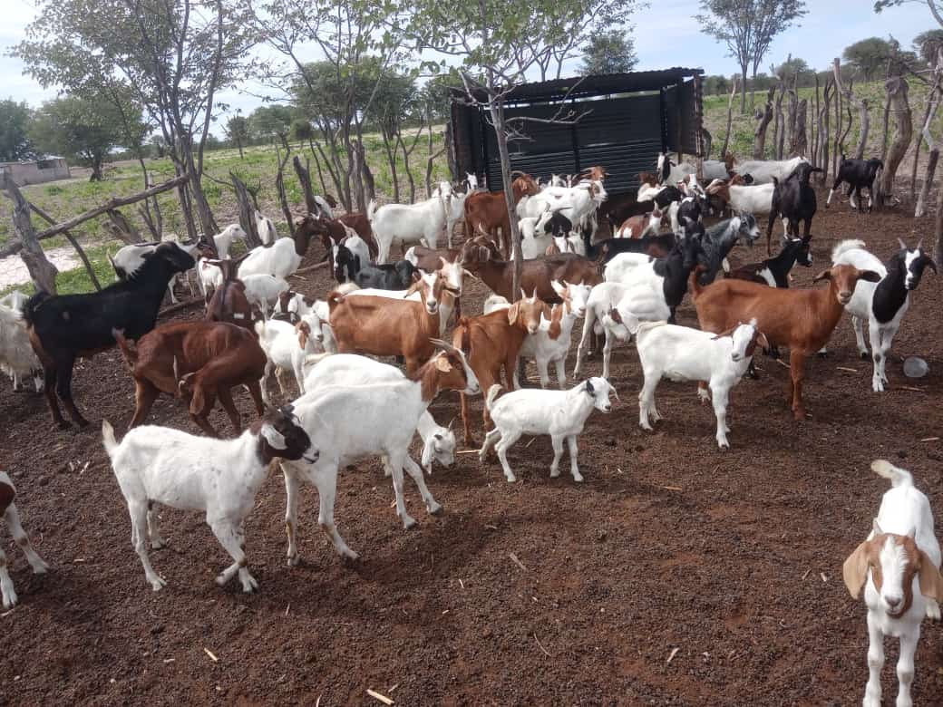 документальне фото стада кіз; автор Suzeen Simon; CC0. Оригінал: https://commons.wikimedia.org/wiki/File:Herd_of_Goats_grazing.jpg. Атрибуція необов’язкова за CC0, автор вказаний для походження.