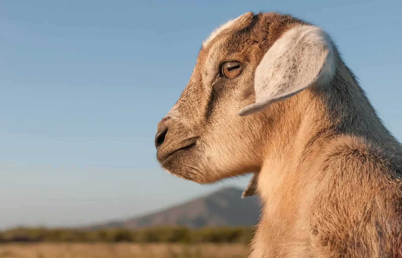 оптимізовано з `media/goat-kid.jpg`: 2083×1334 px (половина початкової ширини й висоти), JPEG quality 82.