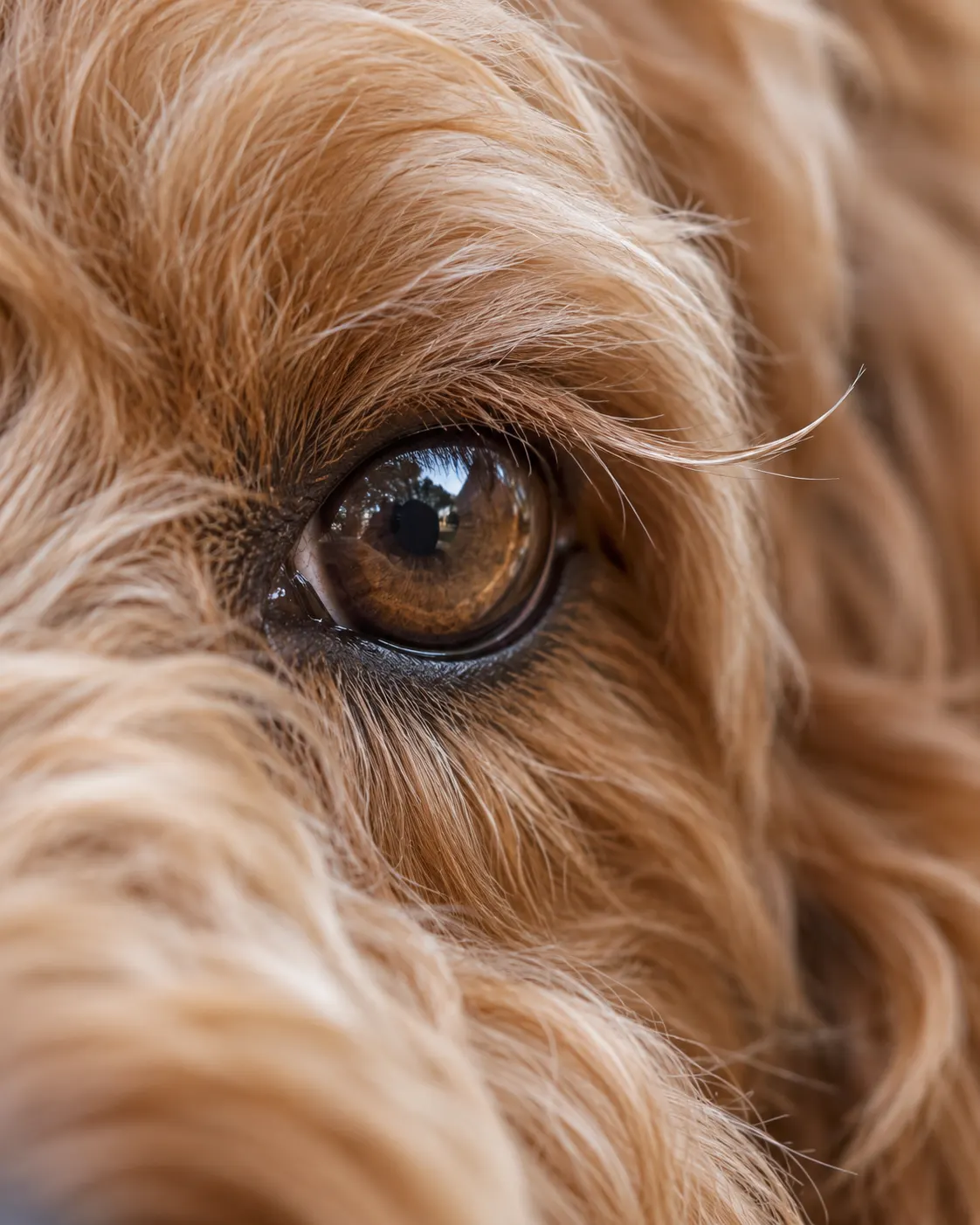 AI-generated cover: close-up of a generic Labradoodle eye with one visibly long natural eyelash; not Ranmaru and not an exact 17 cm depiction. Prompt: “Photorealistic vertical 4:5 extreme close-up editorial portrait of a calm fictional Australian Labradoodle's eye. One single natural eyelash from the upper eyelid is clearly visible, gently extending outward in front of the surrounding fur and longer than the neighboring lashes, while staying delicate and anatomically plausible. Generic dog, not Ranmaru, no exact 17 cm depiction. No ruler, tools, text or logos.” Generated 20 October 2026.