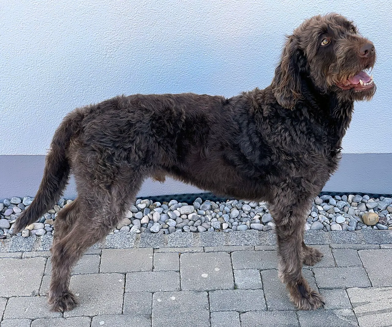 brown Labradoodle, about four years old; contextual animal photo, not Ranmaru. Anton Porsche, Wikimedia Commons, https://commons.wikimedia.org/wiki/File:Labradoodle-Brown-Male-SideFace.jpg, CC BY-SA 4.0 (https://creativecommons.org/licenses/by-sa/4.0/). Attribution: Anton Porsche, “Labradoodle-Brown-Male-SideFace,” CC BY-SA 4.0, via Wikimedia Commons. Downloaded resized variant (`?width=1200`); checked 2026-10-18.