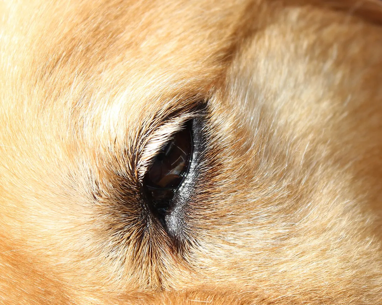 close-up of a dog’s eye; contextual anatomy photo, not Ranmaru. Xavier Caré, Wikimedia Commons, https://commons.wikimedia.org/wiki/File:Dog%27s_eye_closeup.JPG, CC BY-SA 4.0 (https://creativecommons.org/licenses/by-sa/4.0/). Attribution: Xavier Caré, “Dog’s eye closeup,” CC BY-SA 4.0, via Wikimedia Commons. Downloaded resized variant (`?width=1200`); checked 2026-10-18.