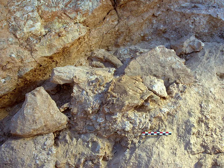 рештки черепа Irhoud 10 і стегнової кістки Irhoud 13 у шарі розкопу Jebel Irhoud, Марокко.