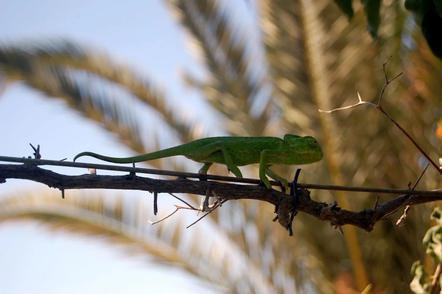 оптимізовано з `media/common-chameleon-portugal.jpg`: 1504×1000 px (половина початкової ширини й висоти), JPEG quality 82.