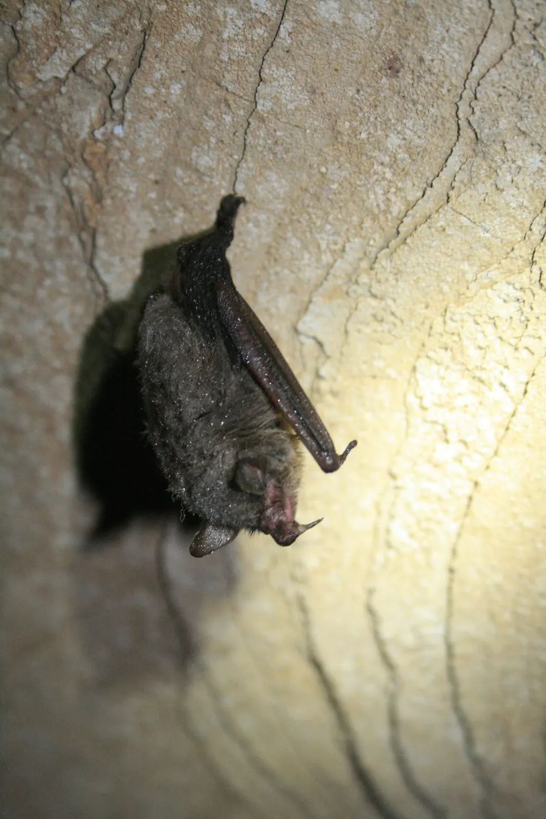 оптимізовано з `media/hibernating-indiana-bat.jpg`: 1296×1944 px (половина початкової ширини й висоти), JPEG quality 82.