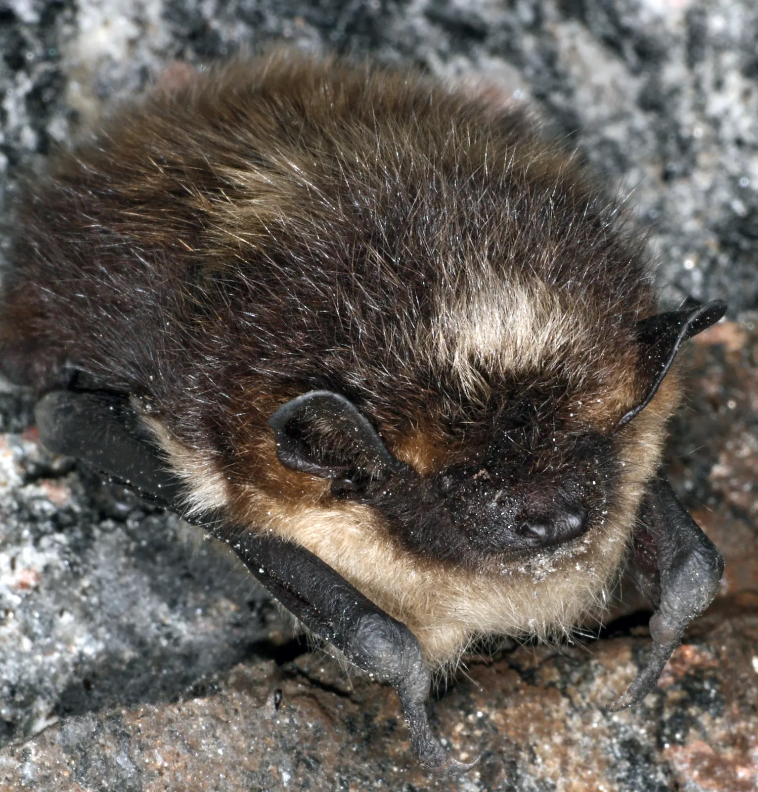 документальне фото північного кажана (*Eptesicus nilssonii*) у сплячці; Magne Flåten; CC BY-SA 4.0. Оригінал: https://commons.wikimedia.org/wiki/File:Eptesicus_nilssonii_hibernating.JPG. Атрибуція: Magne Flåten, CC BY-SA 4.0.