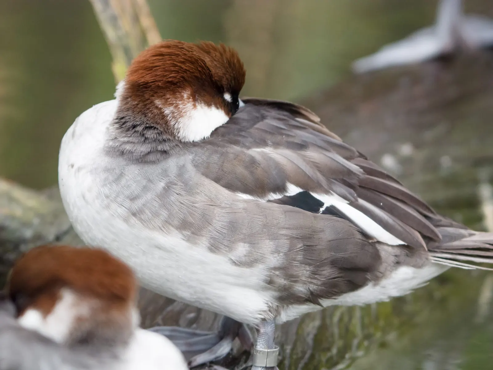 оптимізовано з `media/duck-sleeping-wetland.jpg`: 2304×1728 px (половина початкової ширини й висоти), JPEG quality 82.