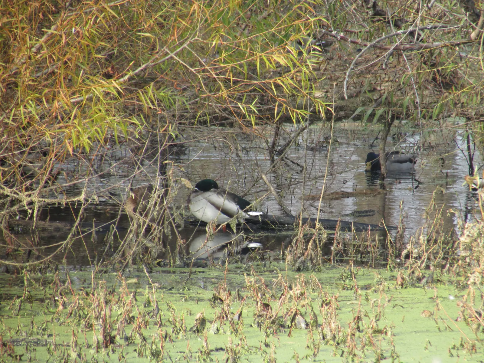 оптимізовано з `media/mallards-sleeping-group.jpg`: 2304×1728 px (половина початкової ширини й висоти), JPEG quality 82.