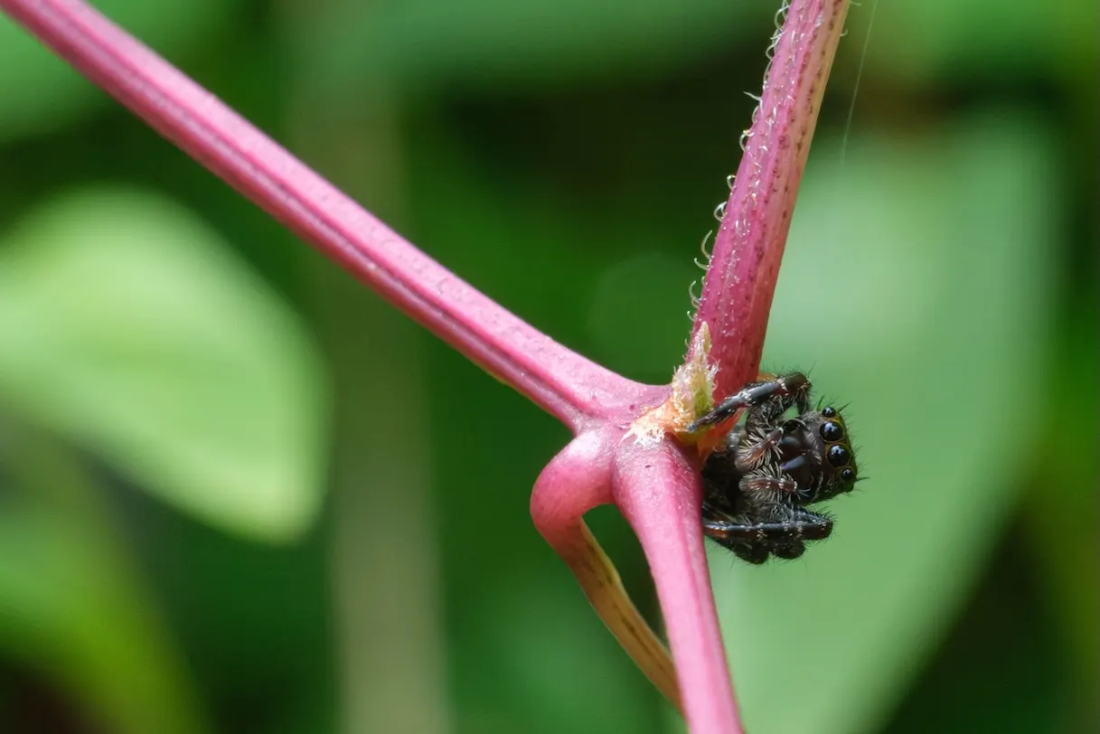 павук роду *Phidippus* на рослині. Фото Jasper Shide, власна робота, 10 серпня 2023 року; Wikimedia Commons, CC0 1.0. Джерело: https://commons.wikimedia.org/wiki/File:Phidippus_sp._-_Typical_Jumping_spider.jpg. Файл не редагувався.