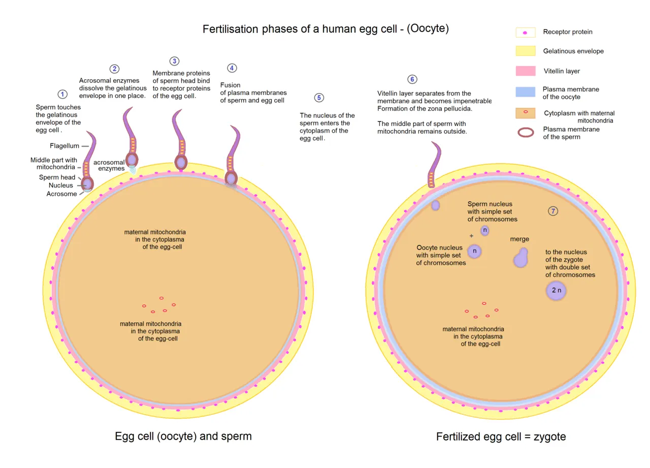 Diagram of sperm fertilizing a human egg and the early zygote stages; general biology illustration, not evidence about the reported case. [Wikimedia Commons file](https://commons.wikimedia.org/wiki/File:Egg_cell_fertilization_-_Zygote.png), Sciencia58, own graphic, 10 October 2019, CC0 1.0.