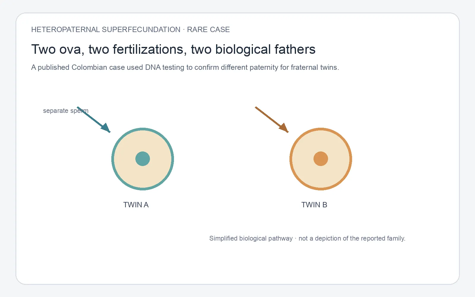 Custom explanatory schematic created 2026-10-19 from the Colombian case described in sources.md. It shows two separate fertilizations as a simplified pathway, not the reported family or actual lab evidence; individual cases vary.