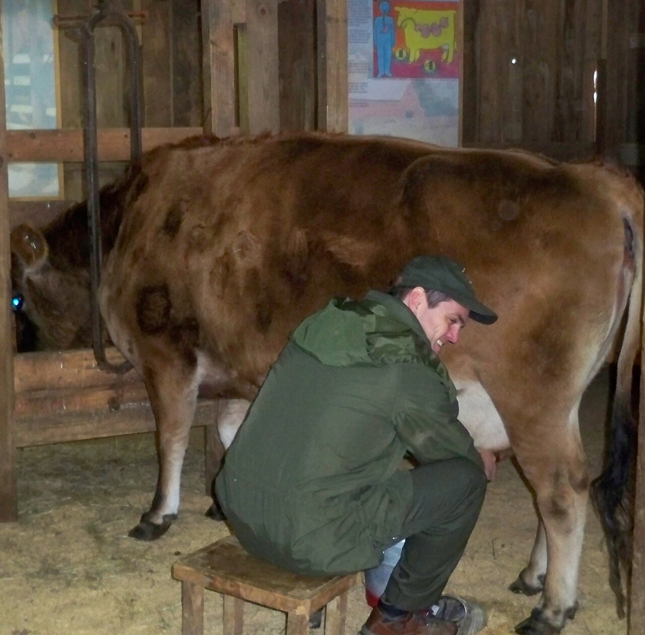 Milking a Dairy Cow Learn how to milk our dairy cow Minnie. Keywords: experiences. Original file: [Milking a Dairy Cow (170a2501-d58d-1b9c-9064-62e0c269226b).jpg](https://commons.wikimedia.org/wiki/File%3AMilking_a_Dairy_Cow_%28170a2501-d58d-1b9c-9064-62e0c269226b%29.jpg). Creator: NPS staff. License: Public domain (https://commons.wikimedia.org/wiki/File%3AMilking%20a%20Dairy%20Cow%20%28170a2501-d58d-1b9c-9064-62e0c269226b%29.jpg). Attribution: NPS staff. Downloaded from the verified Commons file page; unaltered image. Checked 2026-10-25.