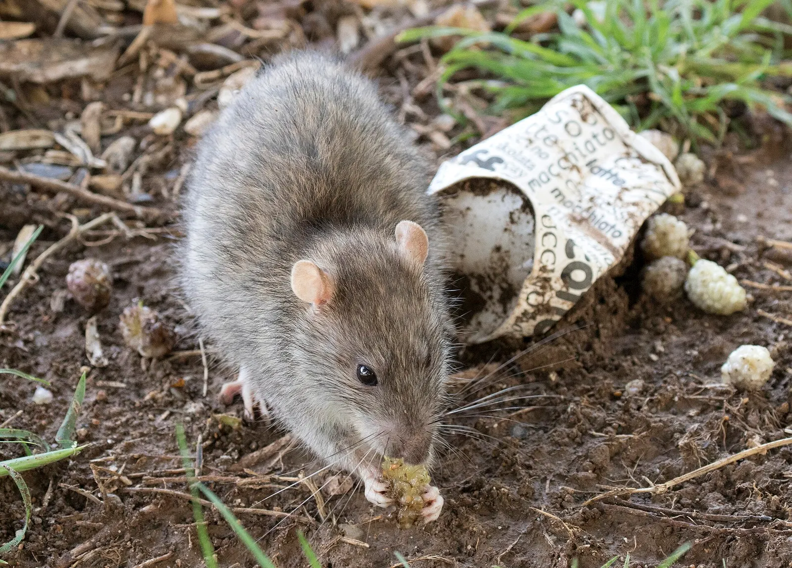 Brown rat eating in a garden.