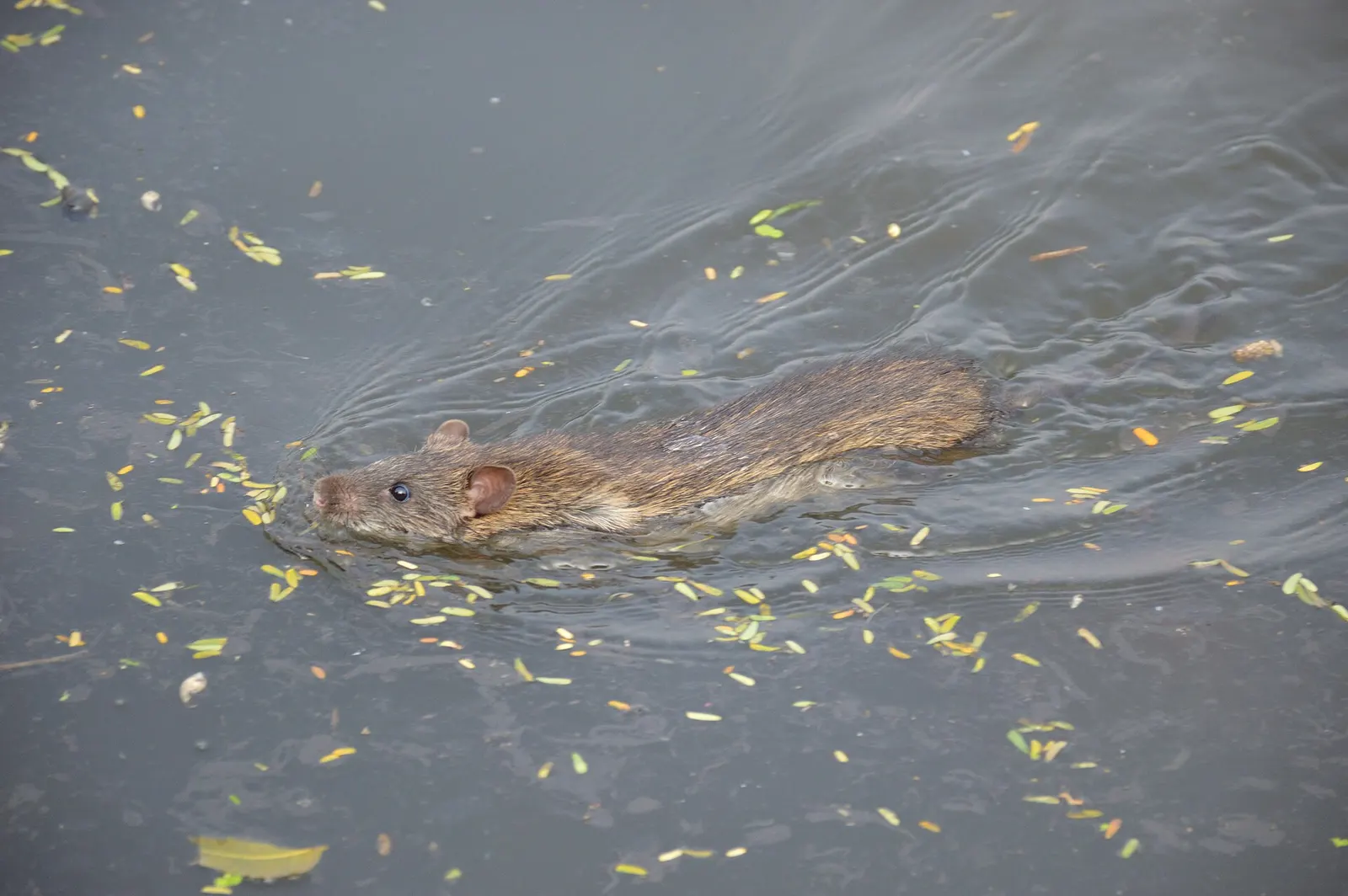 Brown rat swimming in a lake.