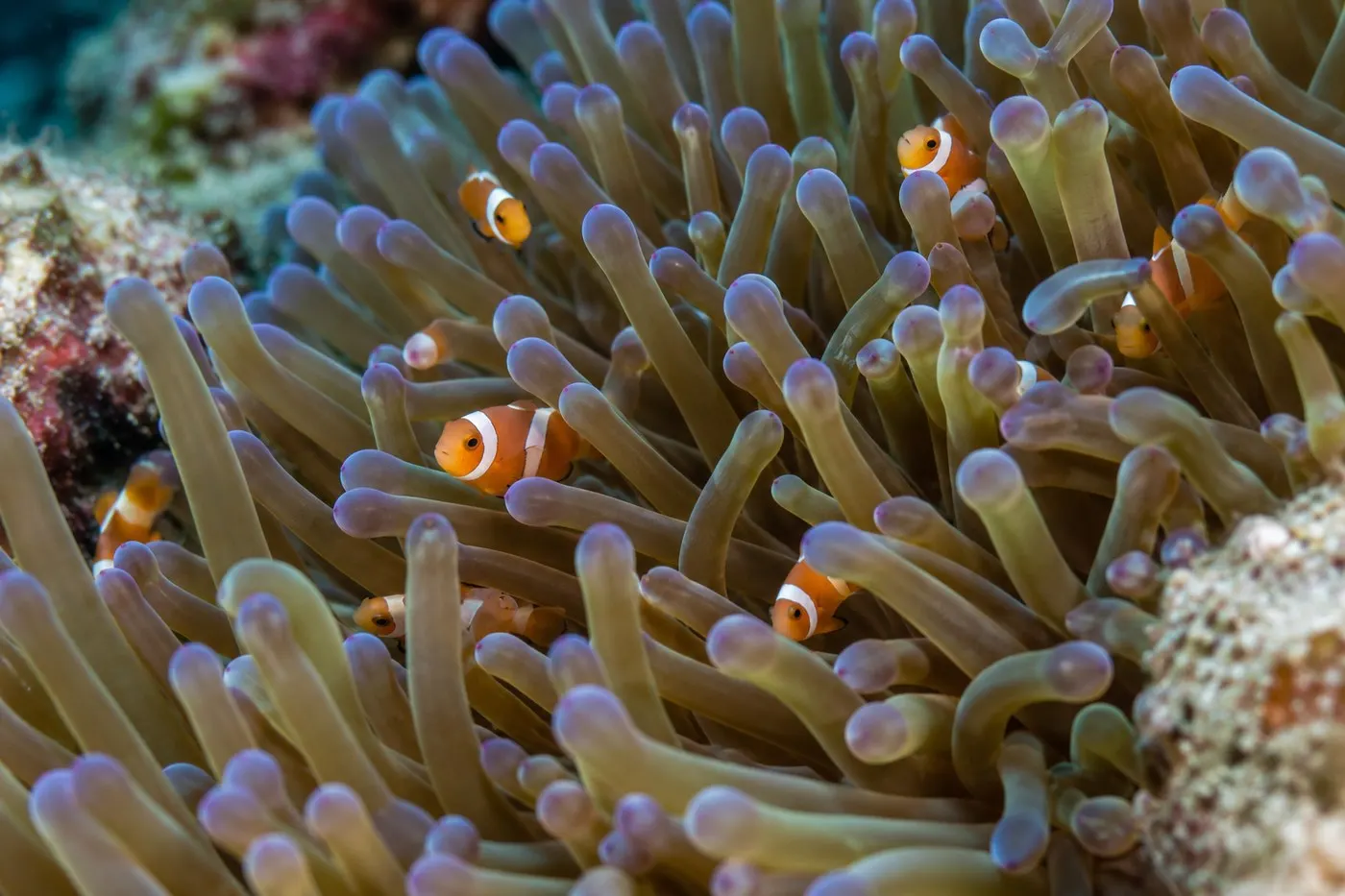 Tiny juvenile clownfish sheltered among anemone tentacles.