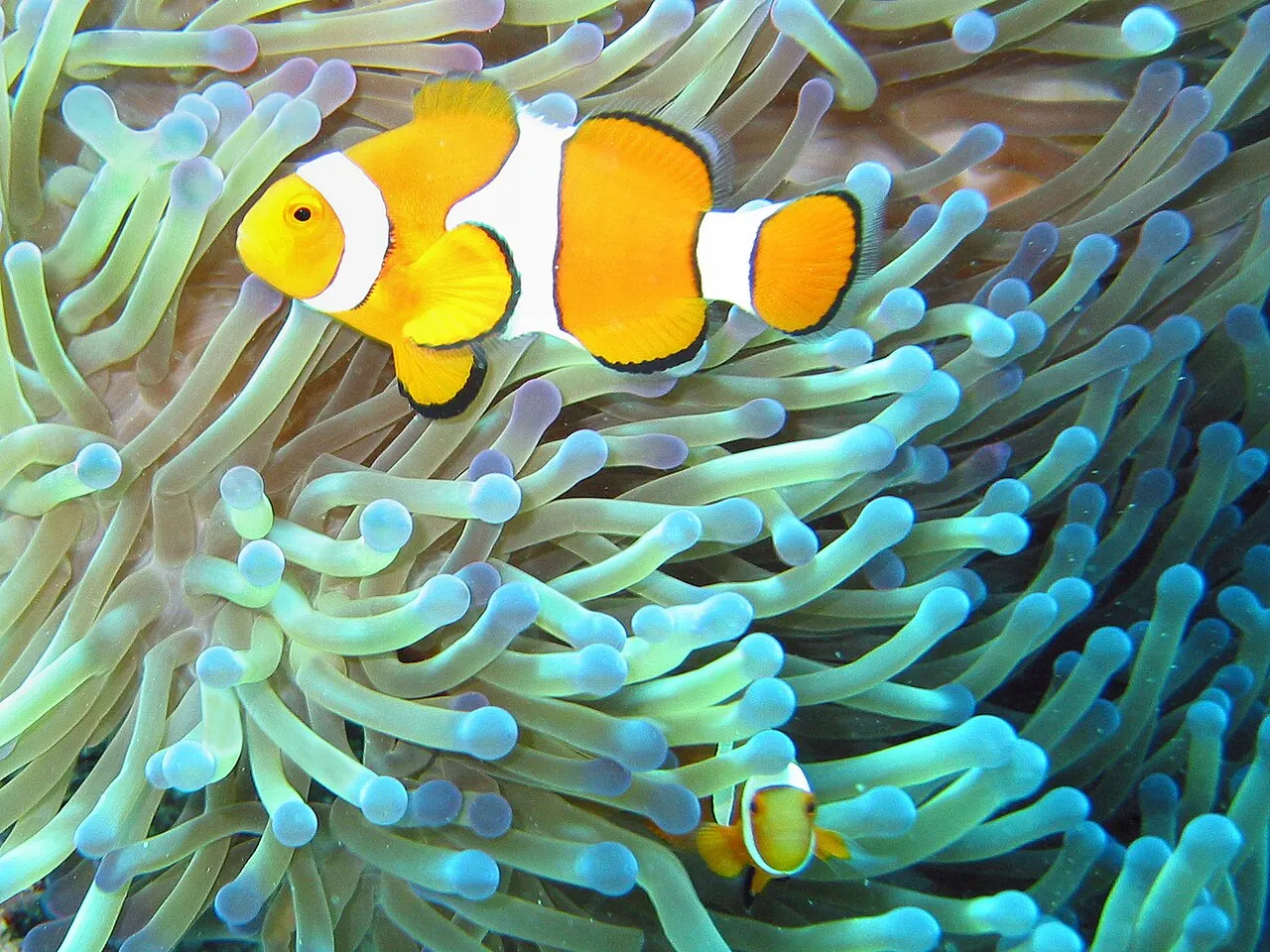 A common clownfish among the tentacles of a sea anemone.