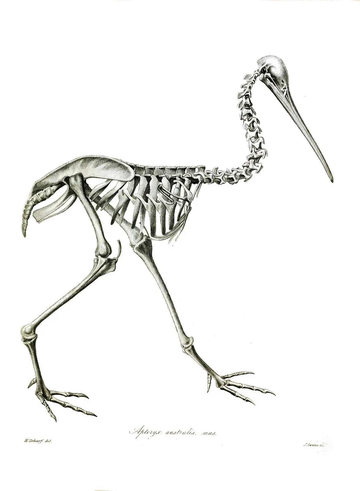 Історичне зображення скелета Apteryx australis, H. Scharf; анатомічна ілюстрація, не фотографія живого птаха / Historical Apteryx australis skeleton illustration by H. Scharf; anatomical artwork, not a living-bird photograph.