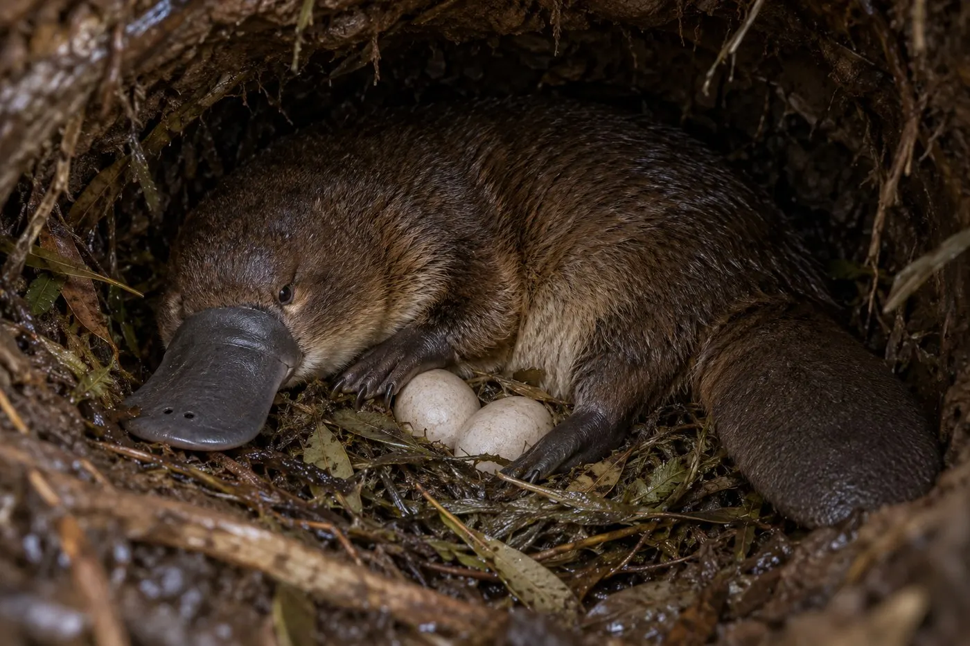 AI-generated educational scene of a female platypus beside two eggs in a lined nesting burrow.