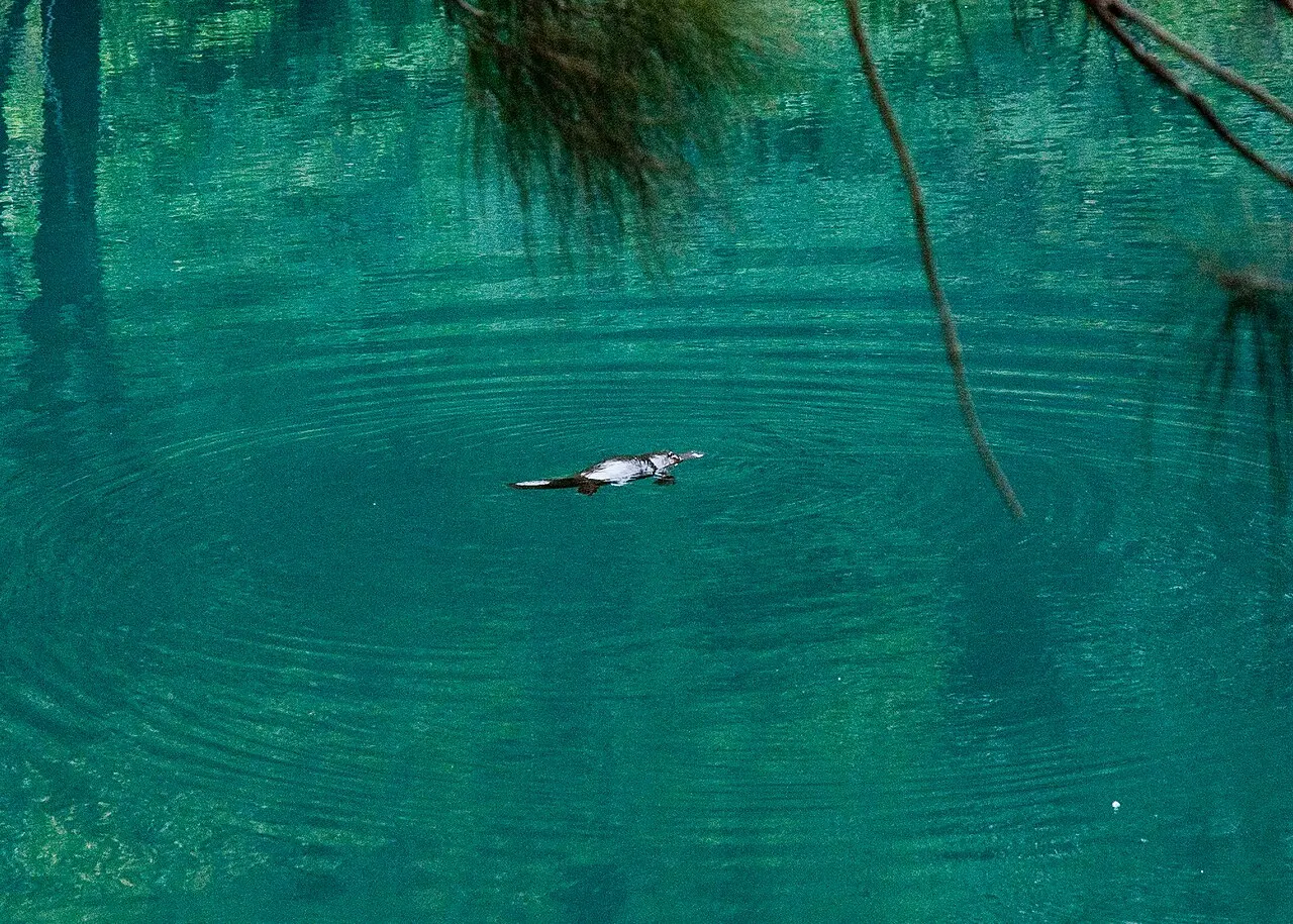 A platypus swimming in a clear pool.