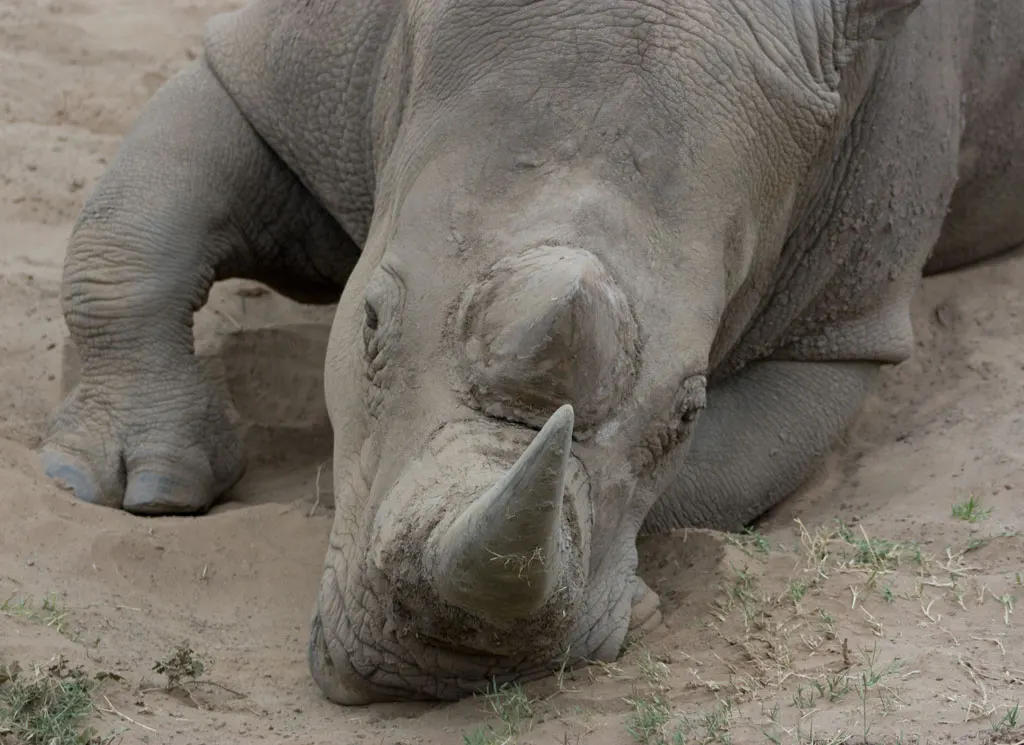 крупний план рога білого носорога; Rexness; CC BY-SA 2.0. Original: https://commons.wikimedia.org/wiki/File:White_Rhino_closeup_of_horn_(4391756270).jpg. Attribution: Rexness, CC BY-SA 2.0. Checked 2026-10-18.