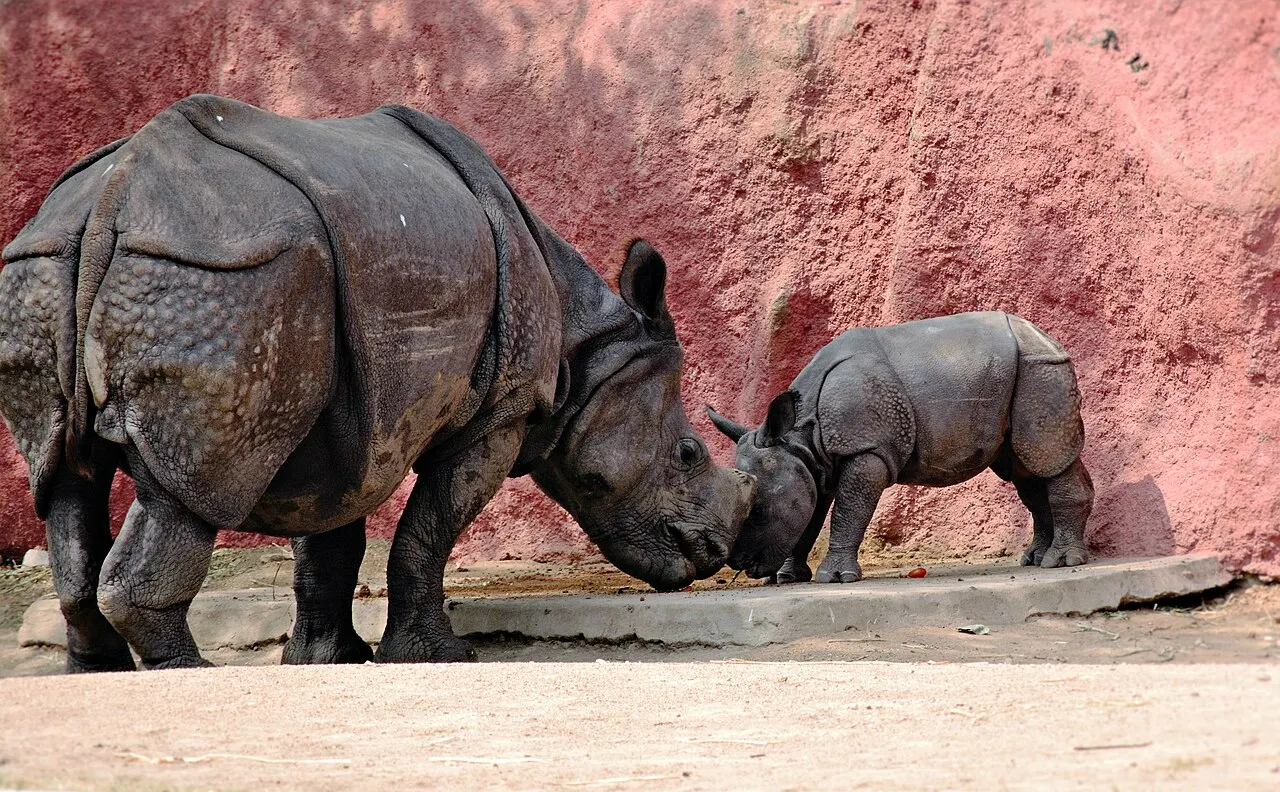 носоріг із дитинчам; фотограф і CC BY-SA 4.0 зазначені на Commons. Original: https://commons.wikimedia.org/wiki/File:Rhinoceros_tending_to_her_calf.jpg. Resized thumbnail; checked 2026-10-18.
