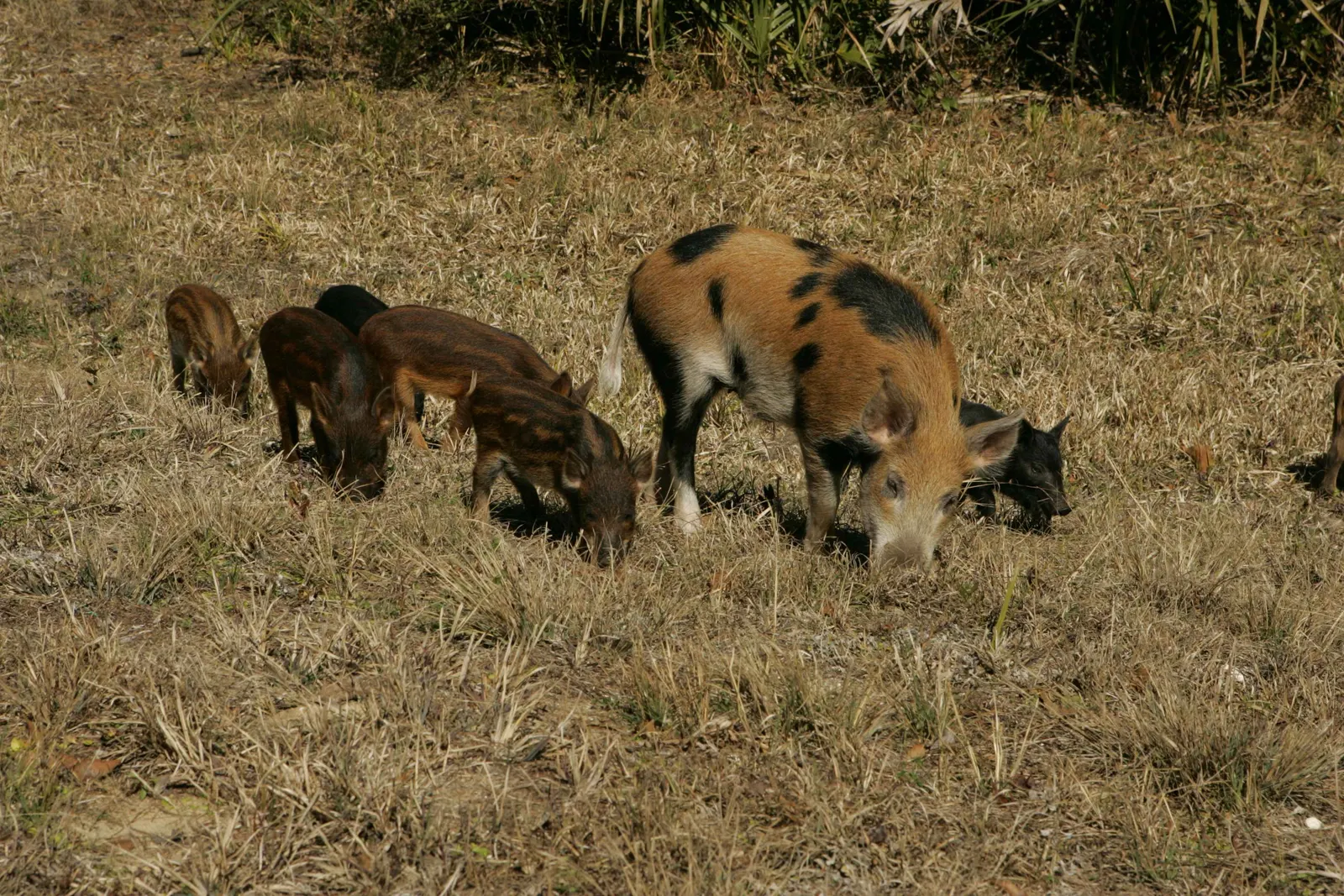 U.S. Fish and Wildlife Service photo of a wild boar sow with her young. Original page: https://commons.wikimedia.org/wiki/File:Wild_boar_female_with_her_young_sus_scrofa.jpg. Photographer credited as Hillebrand Steve, U.S. Fish and Wildlife Service; public domain as a U.S. federal government work. Credit: “Hillebrand Steve / U.S. Fish and Wildlife Service” and source page https://www.public-domain-image.com/public-domain-images-pictures-free-stock-photos/fauna-animals-public-domain-images-pictures/pigs-public-domain-images-pictures/wild-boar-female-with-her-young-sus-scrofa.jpg. Original 3,504 × 2,336 JPEG; no edits.
