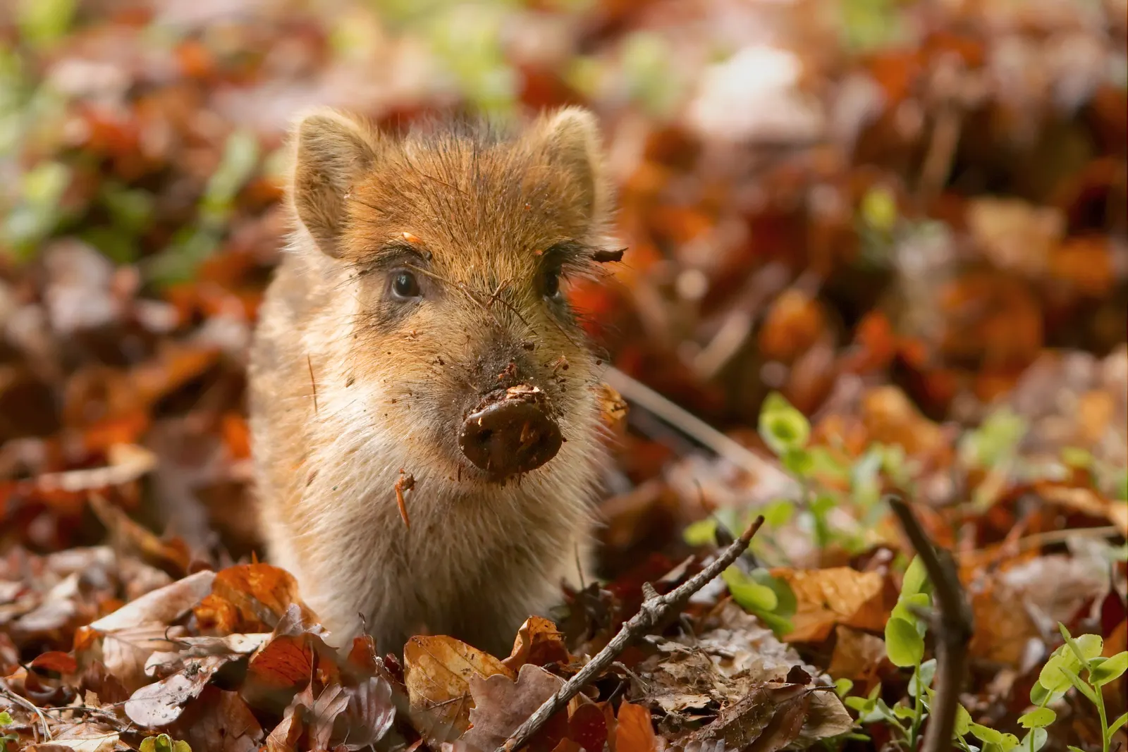 Wild boar piglet in a wildlife park in the Netherlands. Original page: https://commons.wikimedia.org/wiki/File:Sus_scrofa_piglet.jpg. Photo by Sander van der Wel, 12 May 2010; CC BY-SA 2.0, https://creativecommons.org/licenses/by-sa/2.0/. Required credit: “Sander van der Wel, CC BY-SA 2.0.” Original 3,539 × 2,360 JPEG; no edits.