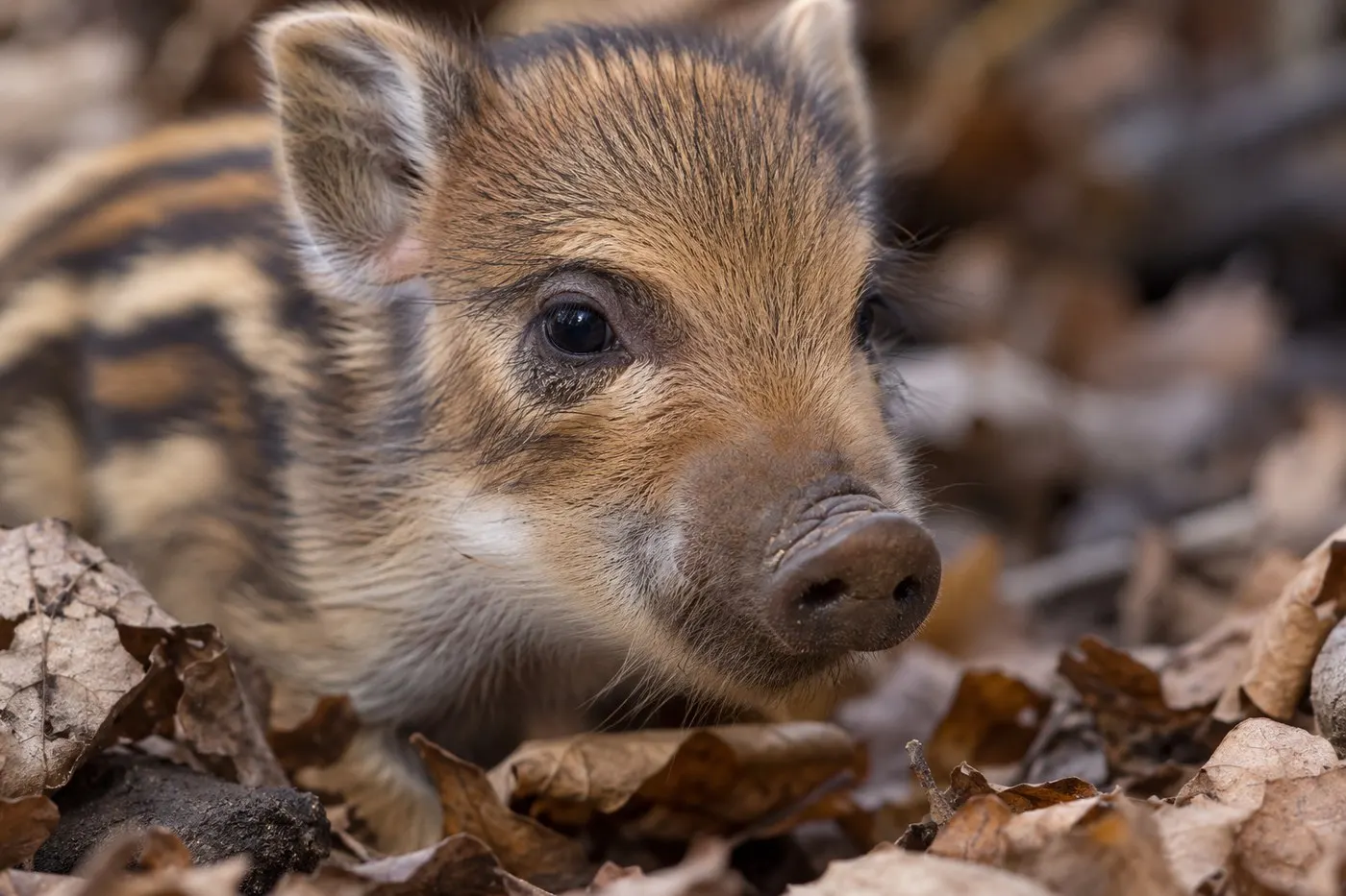 AI-generated macro view of a striped newborn wild boar piglet with both eyes open.