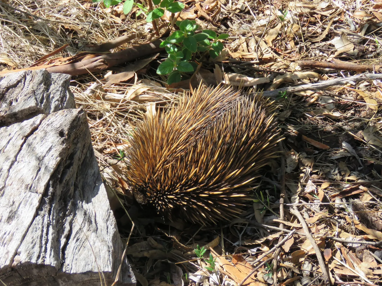 Short-beaked echidna among dry leaves in Serpentine National Park, Western Australia; its back and protective spines are visible.