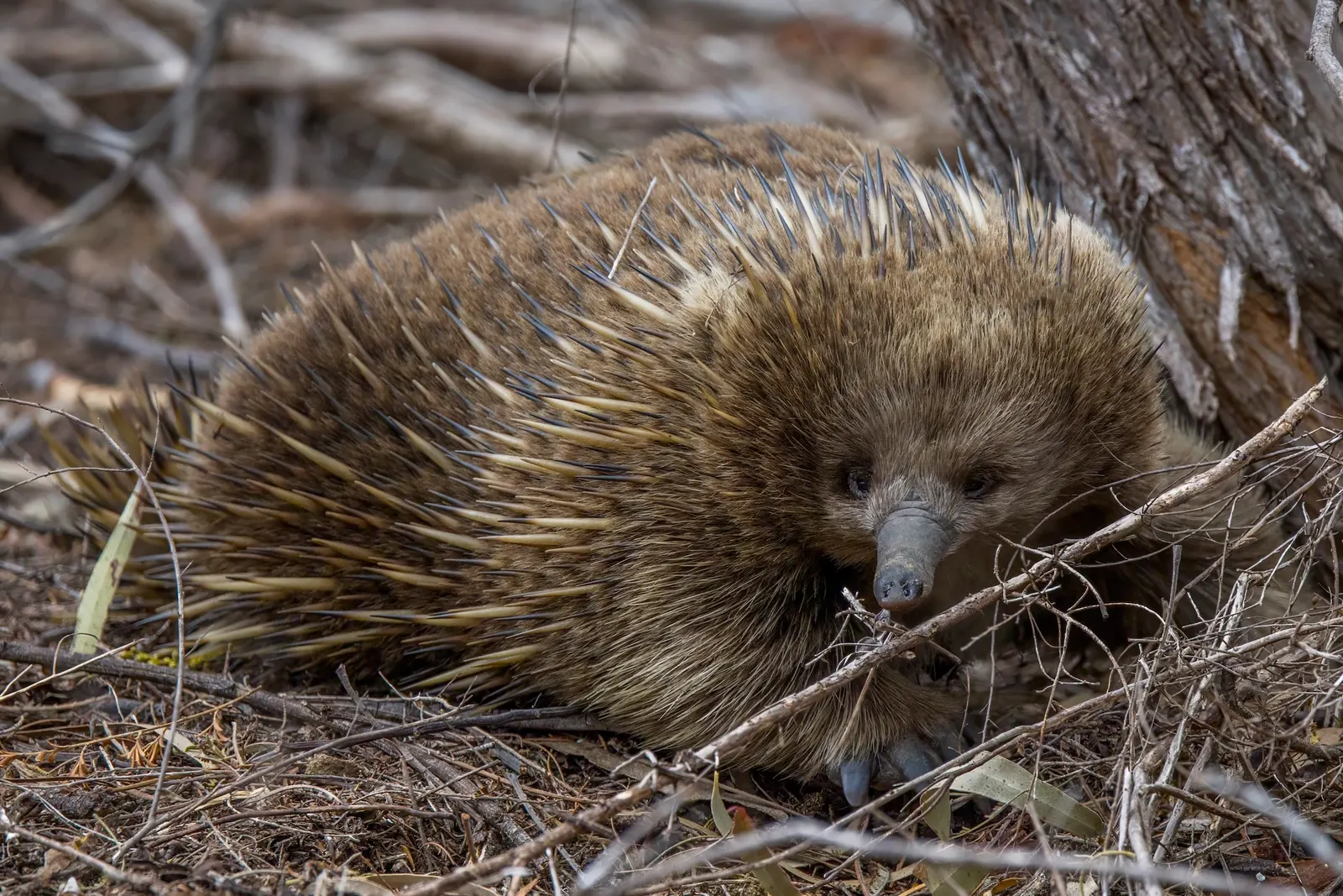 Short-beaked echidna facing the camera among woodland branches at Freycinet, Tasmania.